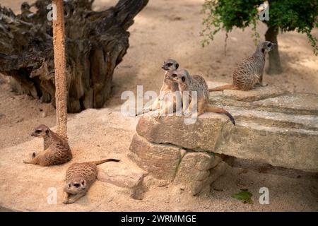 Erdmännchen-Oase im Herzen des Zoos. Bezaubernde Meerkats. Zoo-Wunder: Bezaubernde Meerkats in Gefangenschaft. Verspielte Meerkats, die im Zoo gedeihen Stockfoto