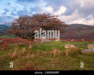 Ein Weißdornbaum (Crataegus monogyna) am Combestone Tor im Dartmoor National Park bei Hexworthy, Devon, England. Stockfoto