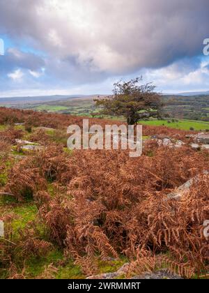 Ein Weißdornbaum (Crataegus monogyna) am Combestone Tor im Dartmoor National Park bei Hexworthy, Devon, England. Stockfoto