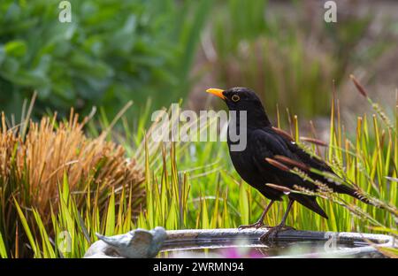 Eine Amsel (turdus merula), die auf einem Vogelbad sitzt und Gräser im Hintergrund hat Stockfoto