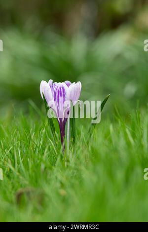 Krokusblume auf einem Rasen im märz. UK Stockfoto