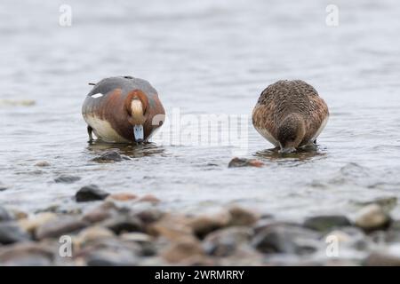 Pfeifente, Männchen, Erpel, Weibchen, Paar, Pärchen, Pfeif-Ente, Mareca penelope, Anas penelope, Eurasische Witwe, Europäische Witwe, Witwe, Widgeon, Ma Stockfoto