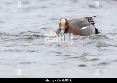 Pfeifente, Männchen, Erpel, Pfeif-Ente, Mareca penelope, Anas penelope, Eurasische Witwe, Europäische Witwe, Witwe, Widgeon, männlich, Le Canard Siffleur, l Stockfoto