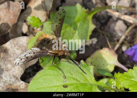 Gefleckter Wollschweber, Wollschweber, Gefleckter Hummelschweber, Hummelschweber, Bombylius discolor, gepunktete Bienenfliege, Bombyliidae, Bienenfliege, Bienenfliege, Stockfoto