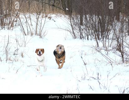 Hund zur Adoption - Irland Stockfoto