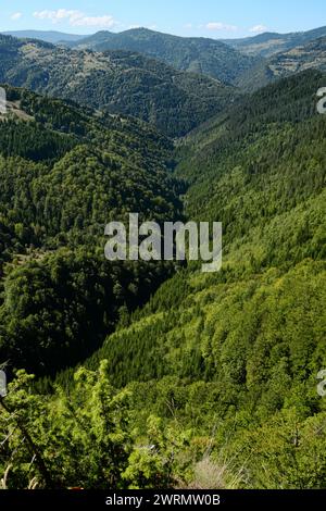 Bergwald im Izubra-Tal im Naturpark Golija, Südwesten Serbiens Stockfoto