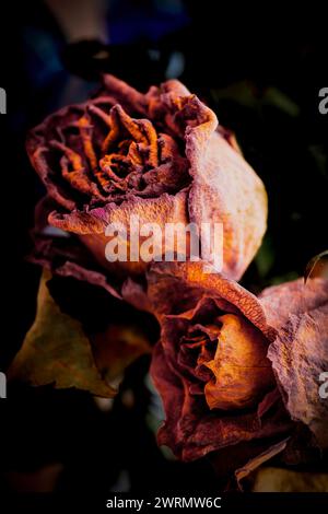 Getrocknete Rosen - Nahaufnahme von zwei Blüten in lilafarbener Pastellfarbe. Textur, Künstlerisch. Konzept Tod, Verblassen, Moral. Die Zeit Vergeht Stockfoto