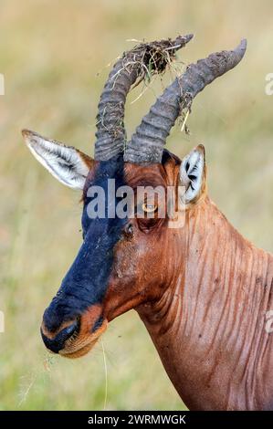 Porträt einer Topi-Antilope (Damaliscus korrigum), fotografiert in Maasai Mara, Kenia. Stockfoto