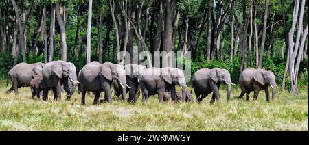 Afrikanische Elefanten, die aus dem Wald in den Sumpf der Maasai Mara, Kenia, auftauchen. Stockfoto