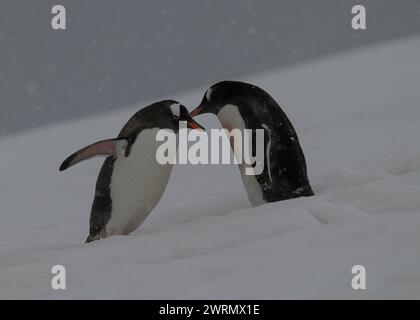 Pinguin Gentoo (Pygoscelis papua), zwei Erwachsene, die auf einem Pinguin Highway kreuzen, Danco Island, Antarktische Halbinsel, Januar 2024 Stockfoto