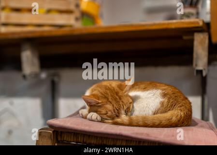 Eine Ingwerkatze schläft auf einem Stuhl in einem Diner. Stockfoto