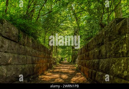 Grünes Vorsommerdach in Conishead Priory, Ulverston, Cumbria, England, Vereinigtes Königreich, Europa Copyright: SimonxHall 1376-75 Stockfoto