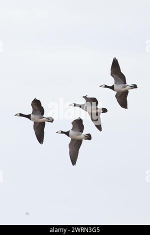 Barnacle Goose (Branta leucopsis) fliegende Herde Minsmere Suffolk März 2024 Stockfoto