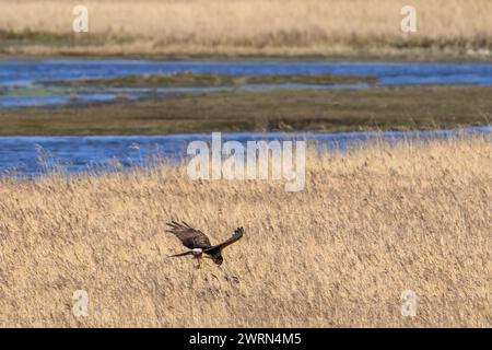 hühnerweihe (Circus cyaneus) Weibchen, das im Winter auf der Jagd nach kleinen Vögeln über Schilf/Schilf fliegt Stockfoto