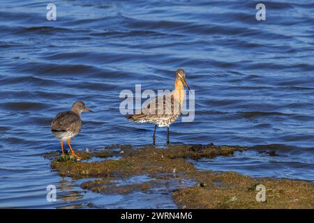 Rotschenkel (Tringa totanus) und Schwarzschwanzgotwit (Limosa limosa) im Feuchtgebiet im Spätwinter/Frühfrühling Stockfoto