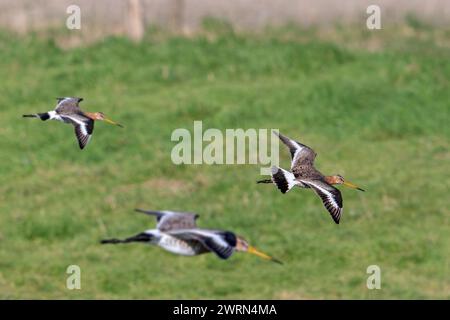 Drei Schwarzschwanzgotwits (Limosa limosa) im Zuchtgefieder landeten im Spätwinter/Frühfrühling auf der Wiese Stockfoto