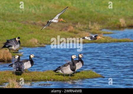 Zwei Schwarzschwanzgotwits (Limosa limosa) im Zuchtgefieder, die im Spätwinter/Frühjahr über der Herde von Nonnengänsen (Branta leucopsis) auf der Wiese landen Stockfoto