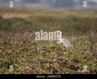 Ein Graureiher, der in einem feuchten Land ruht Stockfoto