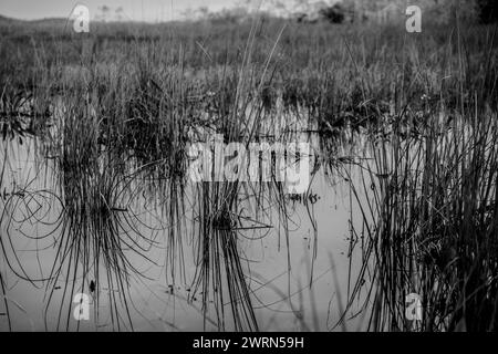 Blick auf die Wasseroberfläche des Feuchtgebiets im Everglades National Park Stockfoto