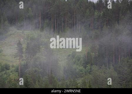 Grüner Nadelwald in norwegischen Bergen in weißem Nebel. Stockfoto