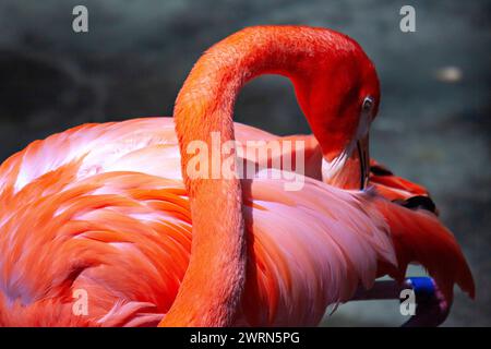 Im Ellie Schiller Homosassa Springs Wildlife State Park in Homosassa Springs, Florida, lebt ein Flammenflamingo. Stockfoto