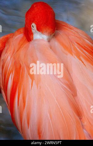 Im Ellie Schiller Homosassa Springs Wildlife State Park in Homosassa Springs, Florida, lebt ein Flammenflamingo. Stockfoto