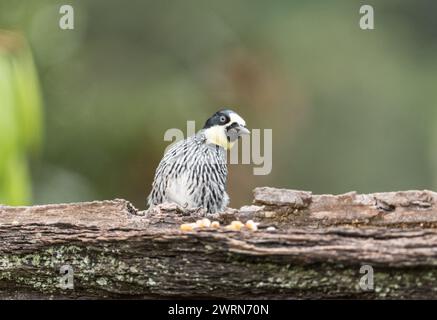 Acorn Woodspecht (Melanerpes formicivorus) auf einem Vogelfutterlager in Kolumbien Stockfoto