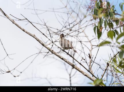 Schwarzschnabeldrossel (Turdus ignobilis) auf einem Baum in Kolumbien Stockfoto