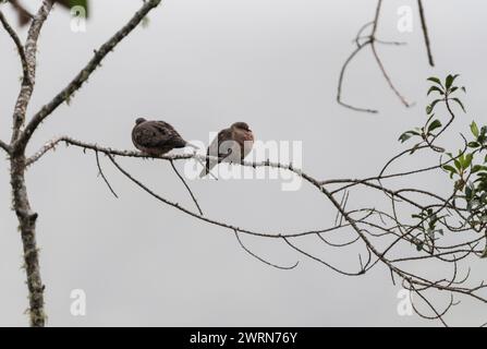 Ein Paar Ohrentauben (Zenaida auriculata) in einem Baum in der Nähe von Jardin, Kolumbien Stockfoto