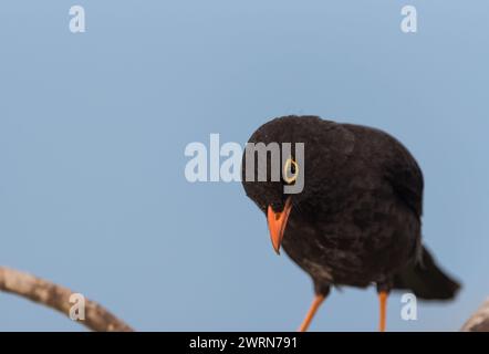 Hochthront große Thrush (Turdus fuscater) im Tatama-Nationalpark, Kolumbien Stockfoto