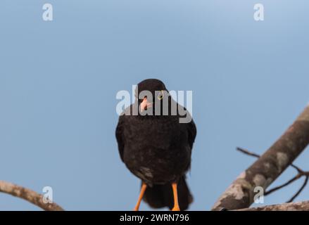 Hochthront große Thrush (Turdus fuscater) im Tatama-Nationalpark, Kolumbien Stockfoto