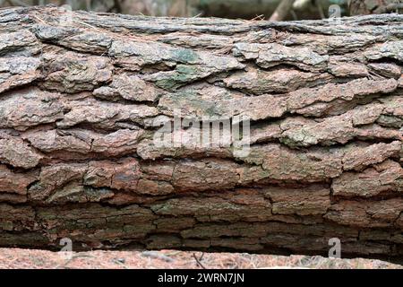 Detail eines gefällten Kiefernstammes, das die Struktur der Rinde zeigt. Stockfoto