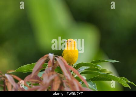 Safranfinke (Sicalis flaveola), ein Tanager, in Kolumbien Stockfoto