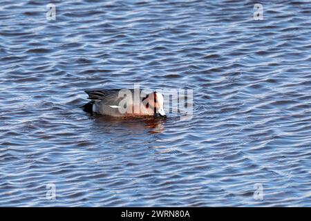 Eine männliche Witwe (Anas penelope) schwimmt im Meer und sucht nach Nahrung, nach rechts. Stockfoto