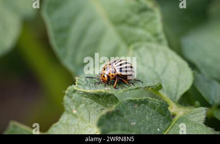 Käfer aus Colorado (Leptinotarsa decemlineata) krabbelt auf Blatt der Kartoffelpflanze. Nahaufnahme von Insektenschädlingen, die große Ernteschäden in landwirtschaftlichen Betrieben verursachen und Stockfoto