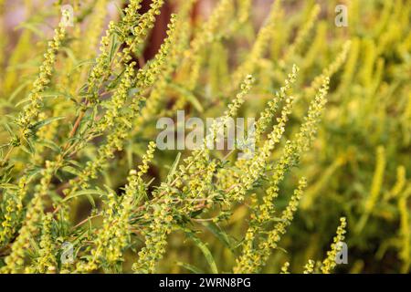 Blühende Ragweed-Pflanze (Ambrosia artemisiifolia), ein häufiges Allergen Stockfoto