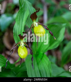 Gelbe Hausschuhe der Dame Orchidee (Cypripedium calceolus) blüht in siebenbürgen, Rumänien Stockfoto