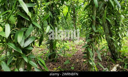 Nahaufnahme von Planifolia Vanilla Pflanzen in Prince Island, Sao Tome, Afrika Stockfoto