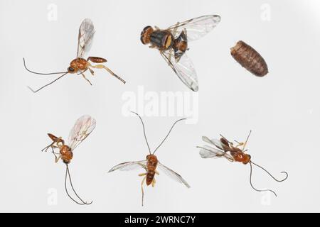 Olivenfruchtfliege- Bactrocera oleae: Einer der wichtigsten Olivenschädlinge und parasitoide (Ichneumonidenwespe). Stockfoto