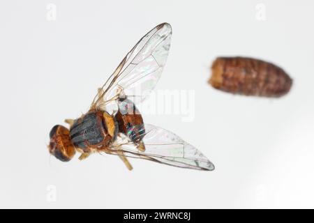 Olive Fruit Fly- Bactrocera oleae. Einer der wichtigsten Olivenschädlinge. Stockfoto