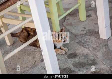 Süße Ingwerkatze, die zu Hause auf dem Boden liegt. Schöne Hauskatze. Die Trikolore-Katze liegt auf dem Boden. Cat Day. Stockfoto