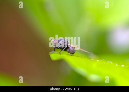 Single Fly sitzt auf einem Blatt, Natur, Biodiversität, Insektenfotografie, Makro Stockfoto