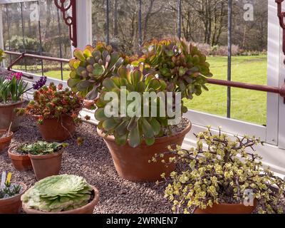 Aeonium wächst im Winter in einem Terrakotta-Topf in einem Gewächshaus. Stockfoto