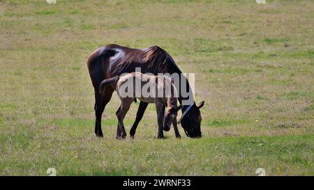 Stute und Fohlen weiden zusammen auf einem Feld Stockfoto