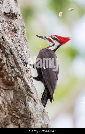 Gestochener Spechte (Dryocopus pileatus) auf Baum im Circle B Bar Reserve, Florida, USA Stockfoto