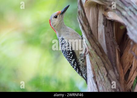 Rotbauchspecht (Melanerpes carolinus) in Tree, Lake Parker Park, Florida, USA Stockfoto