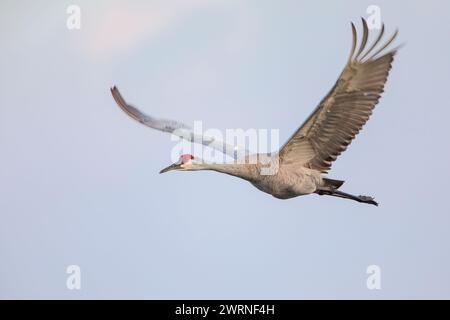 Sandhill Crane (Grus canadensis) Fliegen, Kissimmee, Florida, USA Stockfoto