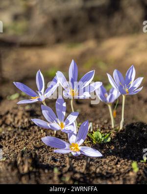 Crocus pulchellus oder haariger Krokus im frühen Frühling lila Blumenstrauß im Wald Stockfoto