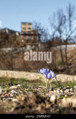 Crocus pulchellus oder haarige Krokus im frühen Frühling lila Blume nach den Waldbränden, in der Nähe der Zinkminen Kirki Evros Griechenland, die Natur wiedergeboren Stockfoto