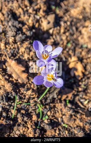 Makroaufnahme von Krokus pulchellus oder haarigem Krokus im frühen Frühling, violette Blume, gelbe Biene Stockfoto
